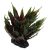 RP Zamatos növény Agave zöld 18cm