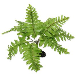 RP Nephrolepis páfránynövény 20cm