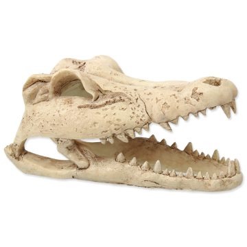 RP Dekoráció Krokodilkoponya 13,8x6,8x6,5cm