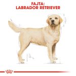 Royal Canin Labrador Adult 12Kg