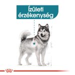 Royal Canin Maxi Joint Care 10 кг