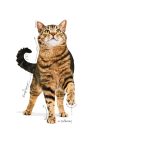 Royal Canin Appetite Control Care Jelly (12*85 г)