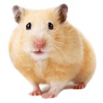 Nature Land COMPLETE hörcsögöknek 300g