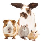 Nature Land BRUNCH Répa Ropik 300g