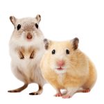 Nature Land NIBBLE Szénatunnel gyümölcsmixszel 125g