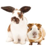 Nature Land NIBBLE Fa tál fűszernövényekkel 120g