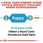 DACHSHUND PUPPY 1,5Kg  *új termék