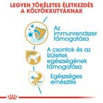 DACHSHUND PUPPY 1,5Kg  *új termék