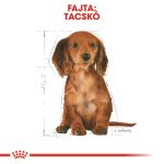 DACHSHUND PUPPY 1,5Kg  *új termék